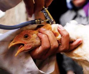 معهد أبحاث ألمانى: أوروبا تشهد أسوأ موجة لتفشى وباء أنفلونزا الطيور