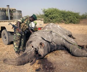  حملة دولية لوقف صيد الأفيال الأفريقية وتجارة العاج في أوروبا 