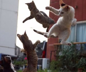مصور يابانى يلتقط صور لقطط تحفظ خطوات فنون الدفاع عن النفس القتالية