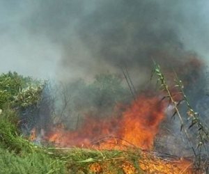 بسبب حرق قش الأرز.. تفحم 4 مزارع مواشى بقرية فى الغربية 