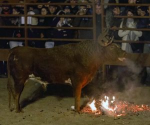 جنون الثيران.. أسبان يشعلون النار فيها ويطلقونها في الشوارع (صور)
