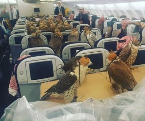 شركة طيران تنظم رحلة لاصطحاب الركاب مع حيواناتهم الأليفة للدعم العاطفى