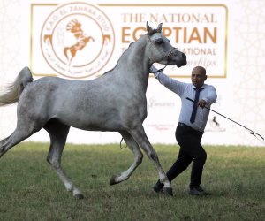 «جيفارا» يفوز  بالمركز الأول بمسابقة جمال الخيول العربية الأصيلة (صور)