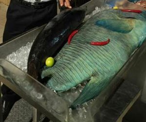 محميات البحر الأحمر: التحقيق في عرض سمكة مهددة بالإنقراض في مطعم