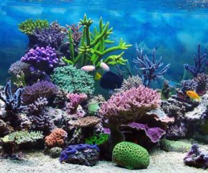 استخلاص عقار  فرنسي مضاد للسرطان من الشعاب المرجانية الموجودة بشواطئ فلوريدا 