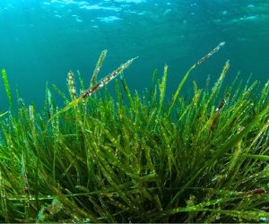 الطحالب البحرية تحتوى على مواد سامة تسبب الحساسية لبعض الأشخاص