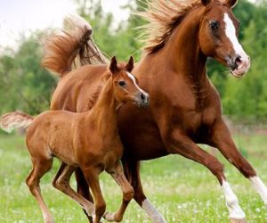 الحصان الصغير يساعد فى علاج مرض التوحد عند الأطفال