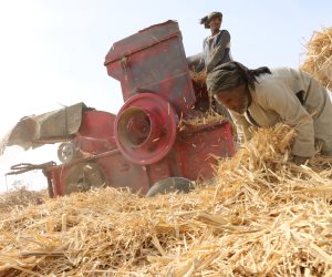 التجربة الأولية لفرم سفير القصب بالأقصر.. "صور"