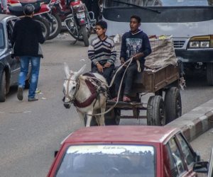 حملة لمصادرة عربات الكارو بشبرا وحدائق القبة