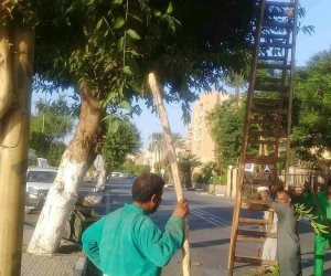  الأقصر تبدأ زراعة نباتات الزينية لتجميل الطرق والمسارات السياحية