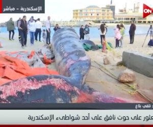 اللقطات الأولى للحظة العثور على حوت الإسكندرية النافق (فيديو)