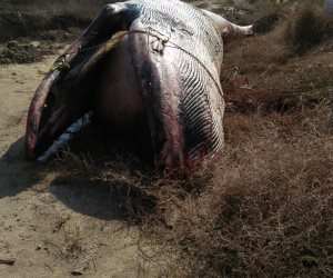 وزارة البيئة تكشف حقيقة صيد سمكة حوت وبيعها فى سوق العبور