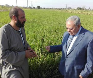أستاذ وراثة بـ"زراعة الزقازيق" يتهم "البحوث الزراعية" بتدمير الأرز المصري