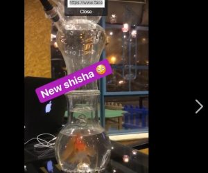 "هتعمل دماغ زفرة".. كافيه يعذب سمكة بوضعها داخل "شيشة" في التجمع الخامس ( فيديو)