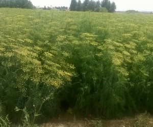 "وادي النقرة" بأسوان..  أبرز الأودية الزراعية بمصر تصديرا للزهور العطرية (صور) 