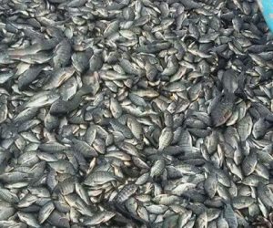 أسعار الأسماك اليوم السبت 31-3-2018  في الأسواق المصرية