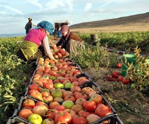 «صباح الخير يا مصر» يقدم نصائح إرشادية للمزارعين لتفادي أمراض وتلفيات المحاصيل