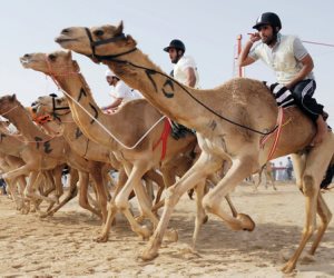 الإسماعيلية تستعد للمهرجان السابع عشر لسباق الهجن يومي 12و13 مارس