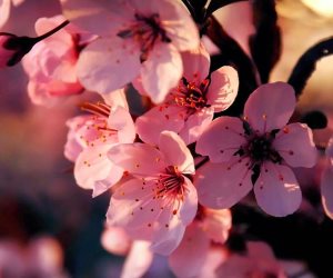 أقبل الربيع بأزهاره وألوانه المبهجة بحث كوري: زهور الكرز تزيد الطاقة الإيجابية