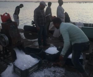 «مسطحات السد العالي» تحبط تهريب 733 كيلو من الأسماك في بحيرة ناصر