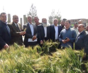 وكيل وزارة الزراعة بالبحيرة: اهتمام كبير من قبل القيادات العليا بالدولة برفع إنتاجية محصول القمح
