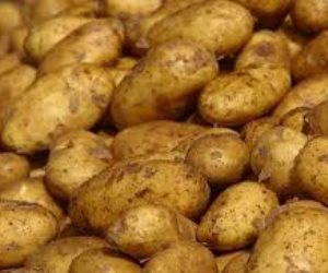 الزراعة:عينات البطاطس التي رفضتها روسيا خالية من العفن البني