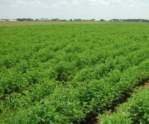 لأول مرة في مصر.. «سلامة الغذاء» تعدم 14 طنا من منتج زراعي مجمد بسبب المبيدات