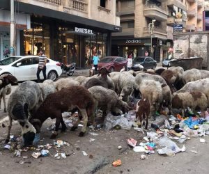 سكان شارع طلبة عويضة بالزقازيق يطالبون برفع القمامة المتراكمة 