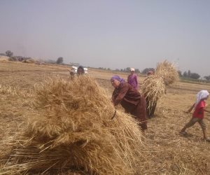 الانتهاء من حصاد 53 ألف و663 فدان من القمح في الدقهلية 