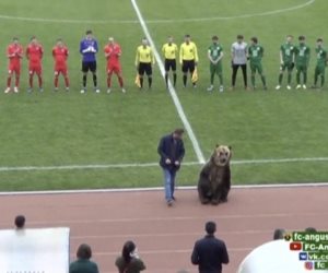 دب روسي يفتتح مباراة كرة قدم بدوري الدرجة الثالثة (صورة)
