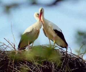 للحب لغة واحدة.. قصة عشق بين طائرا اللقلق  تابعها طبيب قلب 