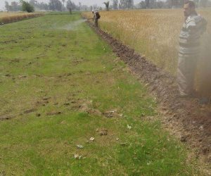 زراعة الشرقية تزيل شتلات الأرز بالمناطق المحظورة تنفيذ لقرار وزير الري 
