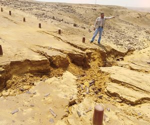 «البيئة» تشكل لجنة لتقدير خسائر الغابة المتحجرة من الأمطار