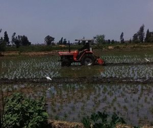 إزالة 5 أفدنة من زراعات الأرز المخالفة في الدقهلية (صور)