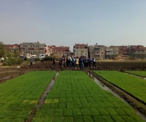 وزير الري يزور مشروع جديد لإنتاج شتلات الأرز لتوفير 25% من مياه الري بالدقهلية