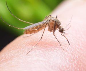 ينتقل عن طريق الحشرات.. ما هو أربوفيروس وأعراضه والوقاية منه؟