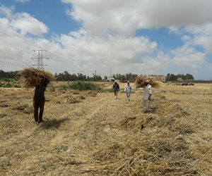 وكيل زراعة الإسكندرية: حصاد القمح يوم عيد الفلاح المصرى (صور)