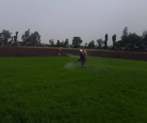 حملات مكثفة تزيل 132 فدان مشاتل أرز مخالفة للدورة الزراعية فى الدقهلية  (صور)