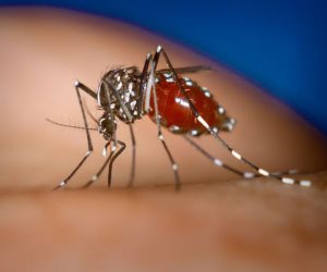 اعرف الفرق بين حمى الضنك والملاريا