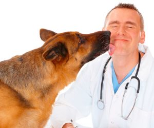 مش بس بتخدم البوليس.. دراسات تؤكد إمكانية استخدام الكلاب في الكشف عن السرطان