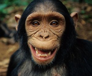 داروين شكله على حق.. تشابه مرعب بين البشر وقرود البابون: 90% من الجينات «واحد»