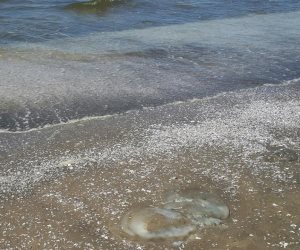 فلسع قبل ما يلسع.. 9 معلومات مهمة عن قناديل البحر لتجنب المخاطر في إجازة المصيف