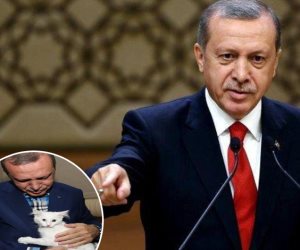 قصة «قطة أردوغان» المتهمة بتزوير انتخابات 2014.. ماذا يفعل الديكتاتور في 2018؟