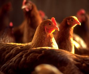 الزراعة: مصر تنتج 1,4 مليار دجاجة سنويا و 13 مليار بيضة