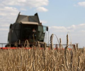 ماذا يخبرنا تقرير الزراعة عن محصول القمح في المحافظات؟