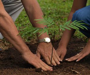 زراعة 4.3 مليون شجرة بالمحافظات من المستهدف زراعته حتى نهاية يونيو