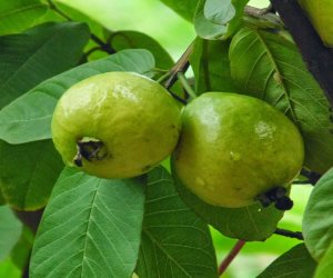  حزمة إجراءات لزيادة إنتاج محصول الجوافة.. «الزراعة» تكشف التفاصيل 