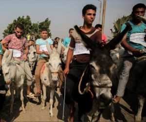 ماراثون الحمير ليس الأول.. الكعب العالي وكلاب السجق أغرب سباقات العالم