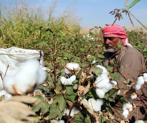 القطن يستعيد هيبته.. 52% زيادة في الصادرات المصرية خلال الربع الثاني للموسم الزراعي