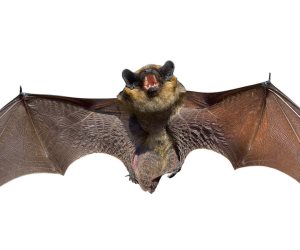   من السارس إلي كورونا ...الخفافيش تاريخ طويل من نقل الأوبئة للبشر  